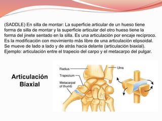 (SADDLE) En silla de montar: La superficie articular de un hueso tiene
forma de silla de montar y la superficie articular del otro hueso tiene la
forma del jinete sentado en la silla. Es una articulación por encaje recíproco.
Es la modificación con movimiento más libre de una articulación elipsoidal.
Se mueve de lado a lado y de atrás hacia delante (articulación biaxial).
Ejemplo: articulación entre el trapecio del carpo y el metacarpo del pulgar.
Articulación
Biaxial
 