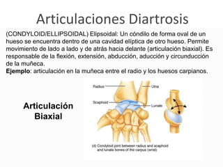 Articulaciones Diartrosis
(CONDYLOID/ELLIPSOIDAL) Elipsoidal: Un cóndilo de forma oval de un
hueso se encuentra dentro de una cavidad elíptica de otro hueso. Permite
movimiento de lado a lado y de atrás hacia delante (articulación biaxial). Es
responsable de la flexión, extensión, abducción, aducción y circunducción
de la muñeca.
Ejemplo: articulación en la muñeca entre el radio y los huesos carpianos.
Articulación
Biaxial
 