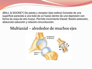 (BALL & SOCKET) De pelota y receptor (tipo esfera) Consiste de una
superficie parecida a una bola de un hueso dentro de una depresión con
forma de copa de otro hueso. Permite movimiento triaxial: flexión-extensión,
abducción-aducción y rotación-circunducción.
Multiaxial – alrededor de muchos ejes
 