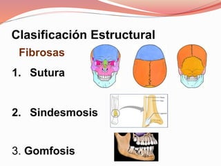 Clasificación Estructural
Fibrosas
1. Sutura
2. Sindesmosis
3. Gomfosis
 