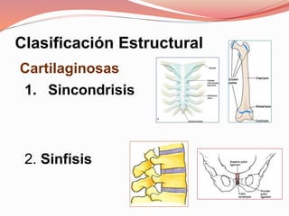 Clasificación Estructural
Cartilaginosas
1. Sincondrisis
2. Sinfisis
 