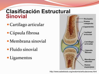 Clasificación Estructural
Sinovial
 Cartílago articular
 Cápsula fibrosa
 Membrana sinovial
 Fluido sinovial
 Ligamentos
http://www.sabelotodo.org/anatomia/articulaciones.html
 