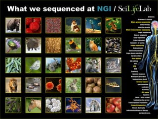 What we sequenced at NGI /
 
