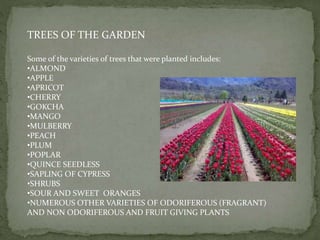 TREES OF THE GARDEN
Some of the varieties of trees that were planted includes:
•ALMOND
•APPLE
•APRICOT
•CHERRY
•GOKCHA
•MANGO
•MULBERRY
•PEACH
•PLUM
•POPLAR
•QUINCE SEEDLESS
•SAPLING OF CYPRESS
•SHRUBS
•SOUR AND SWEET ORANGES
•NUMEROUS OTHER VARIETIES OF ODORIFEROUS (FRAGRANT)
AND NON ODORIFEROUS AND FRUIT GIVING PLANTS
 