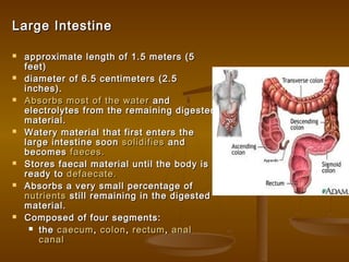 Human Intestinal Length Splanchnology.digestive system respiratory system | PPT