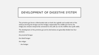 Primitive Digestive System Anatomy. splanchology.pptx