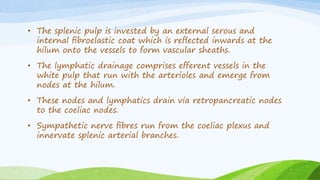 • The splenic pulp is invested by an external serous and
internal ﬁbroelastic coat which is reﬂected inwards at the
hilum onto the vessels to form vascular sheaths.
• The lymphatic drainage comprises efferent vessels in the
white pulp that run with the arterioles and emerge from
nodes at the hilum.
• These nodes and lymphatics drain via retropancreatic nodes
to the coeliac nodes.
• Sympathetic nerve ﬁbres run from the coeliac plexus and
innervate splenic arterial branches.
 