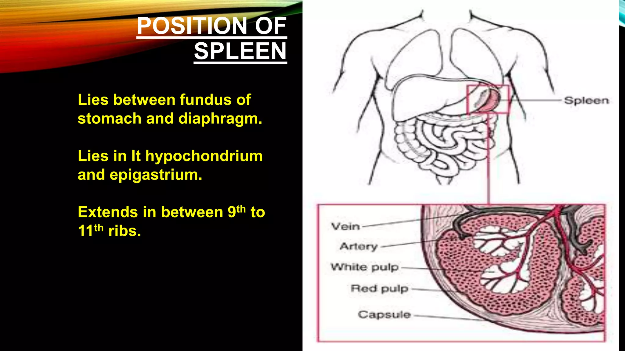 anatomy of spleen Biology Diagrams