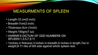 anatomy of spleen | PPTX