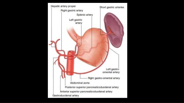 anatomy of spleen