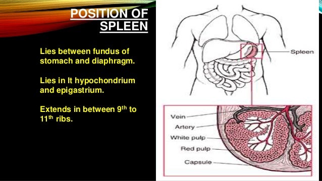 Spleen Anatomy Position - Kidshealth: Spleen and Lymphatic System ...