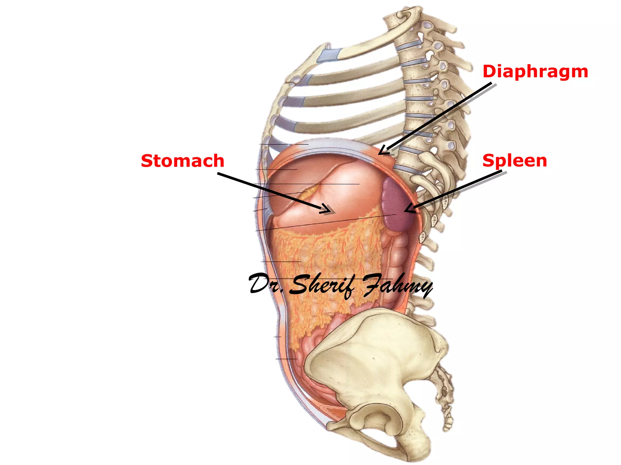 The Spleen (Anatomy of the Abdomen) | PPT