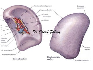 The Spleen (Anatomy of the Abdomen) | PPS
