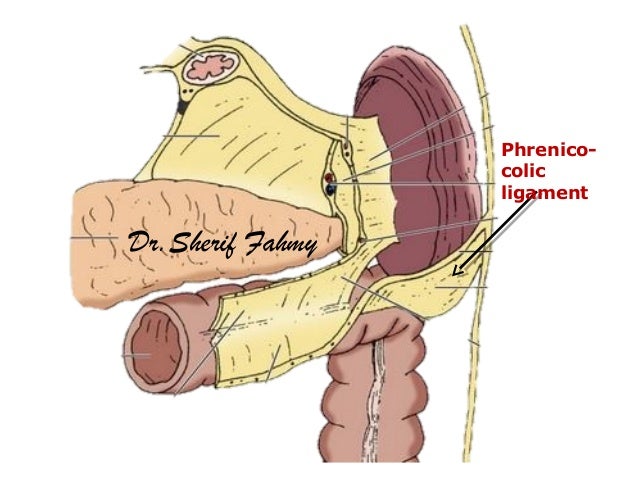 The Spleen (Anatomy of the Abdomen)