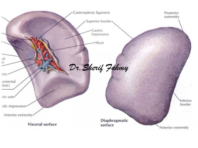 The Spleen (Anatomy of the Abdomen)