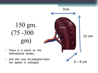 Spleen Inverted Spleen in surgery | PPT