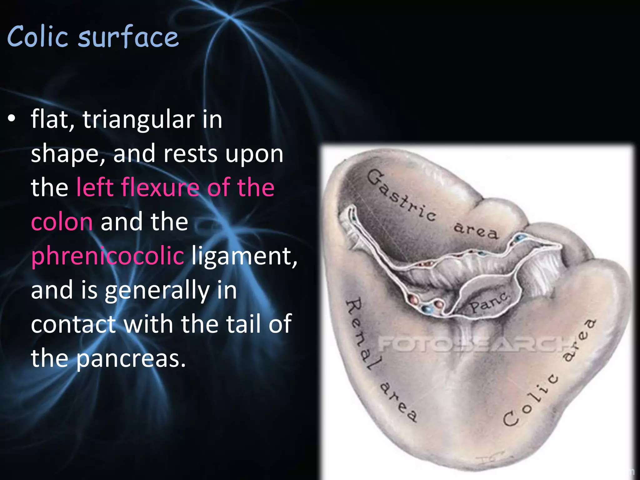 Structure And Function Of Spleen
