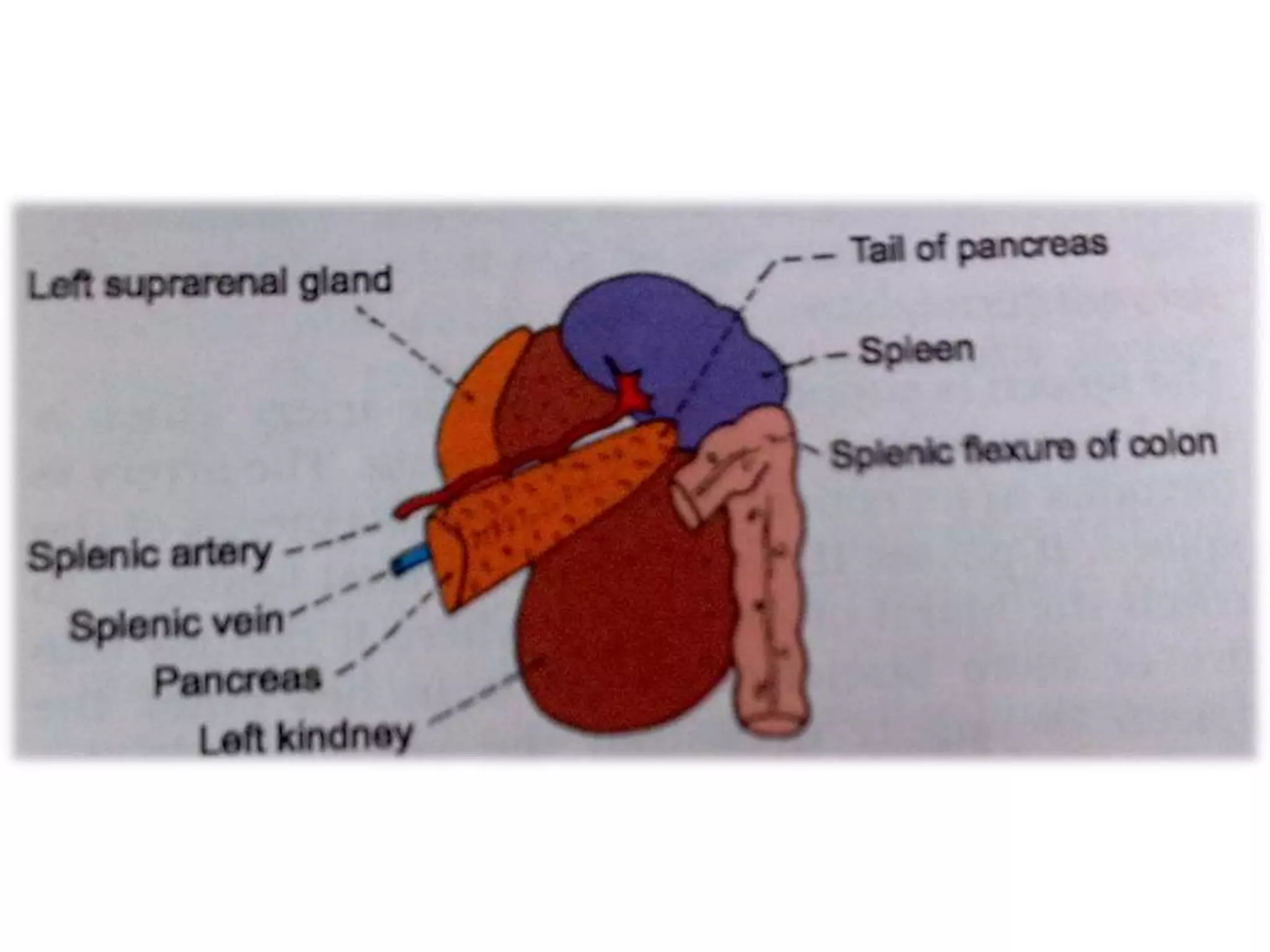 Structure and function of spleen ppt