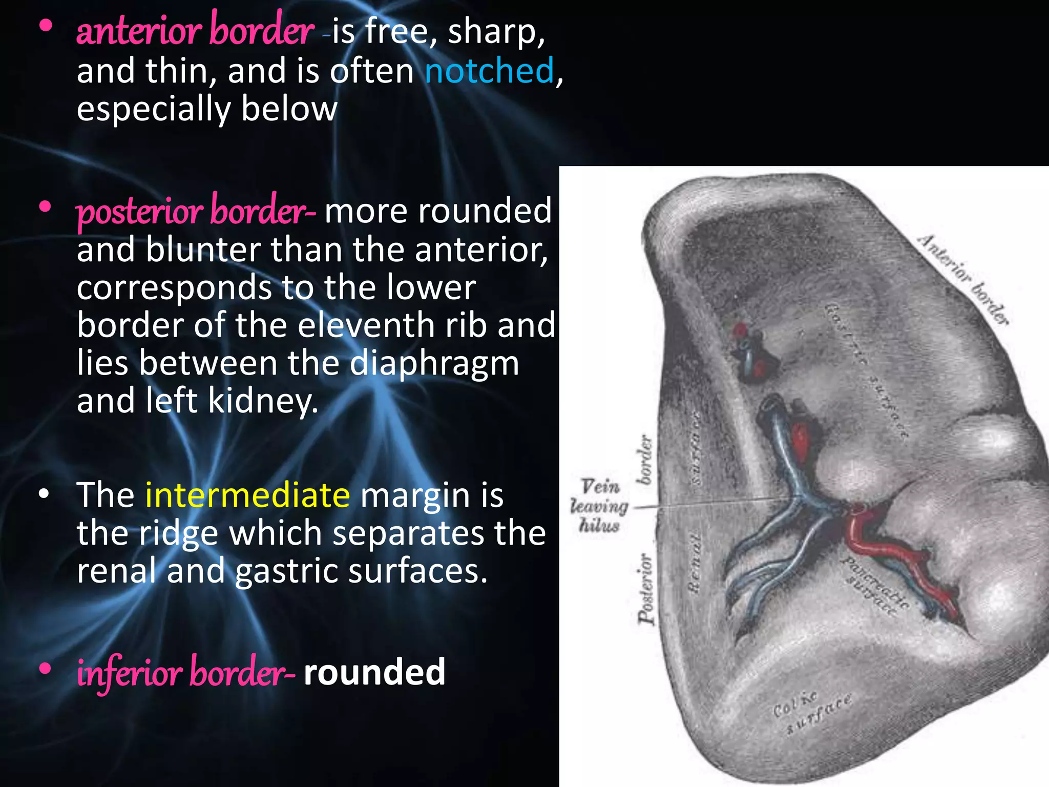 Structure and function of spleen ppt
