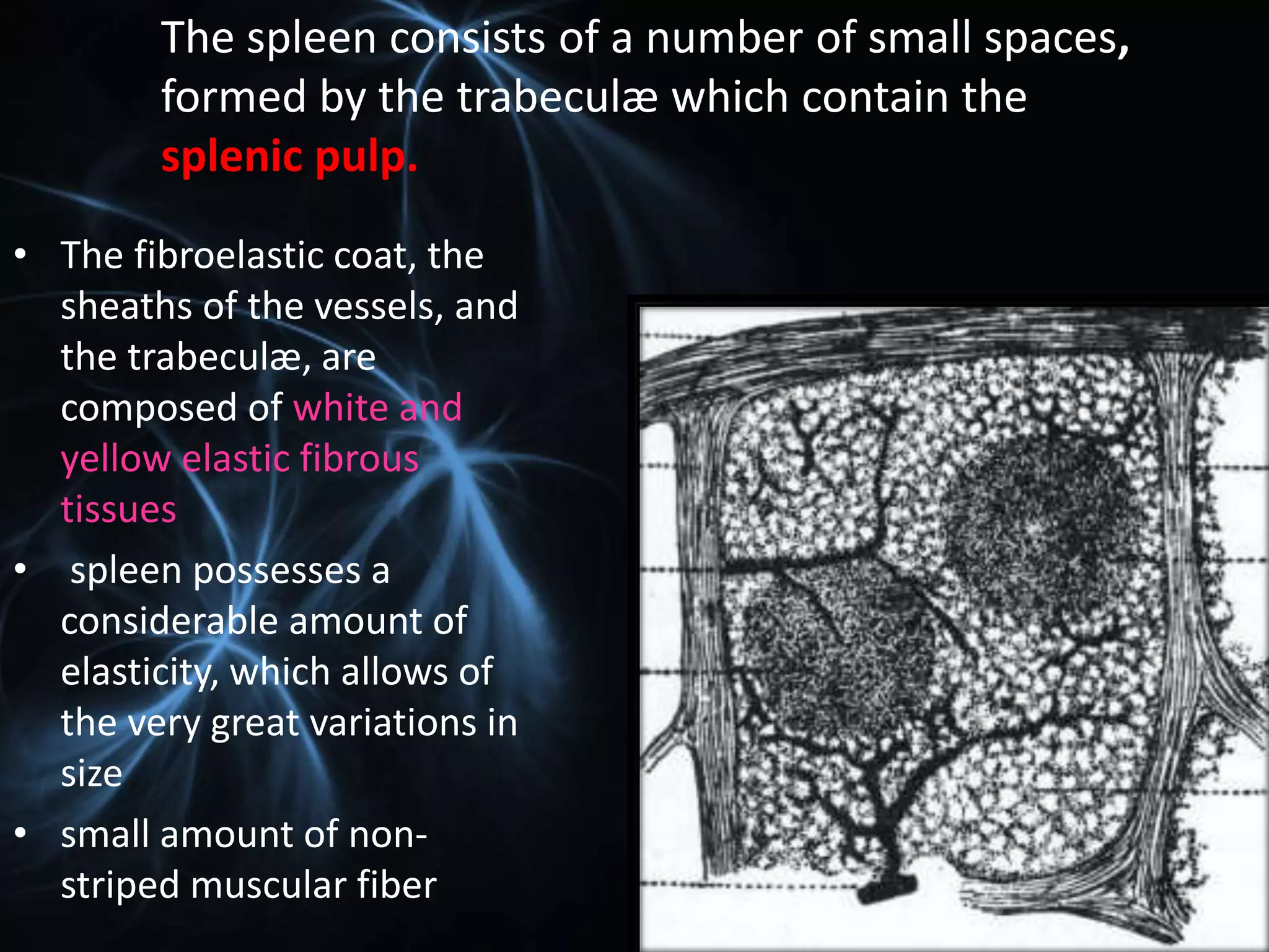 Structure and function of spleen ppt