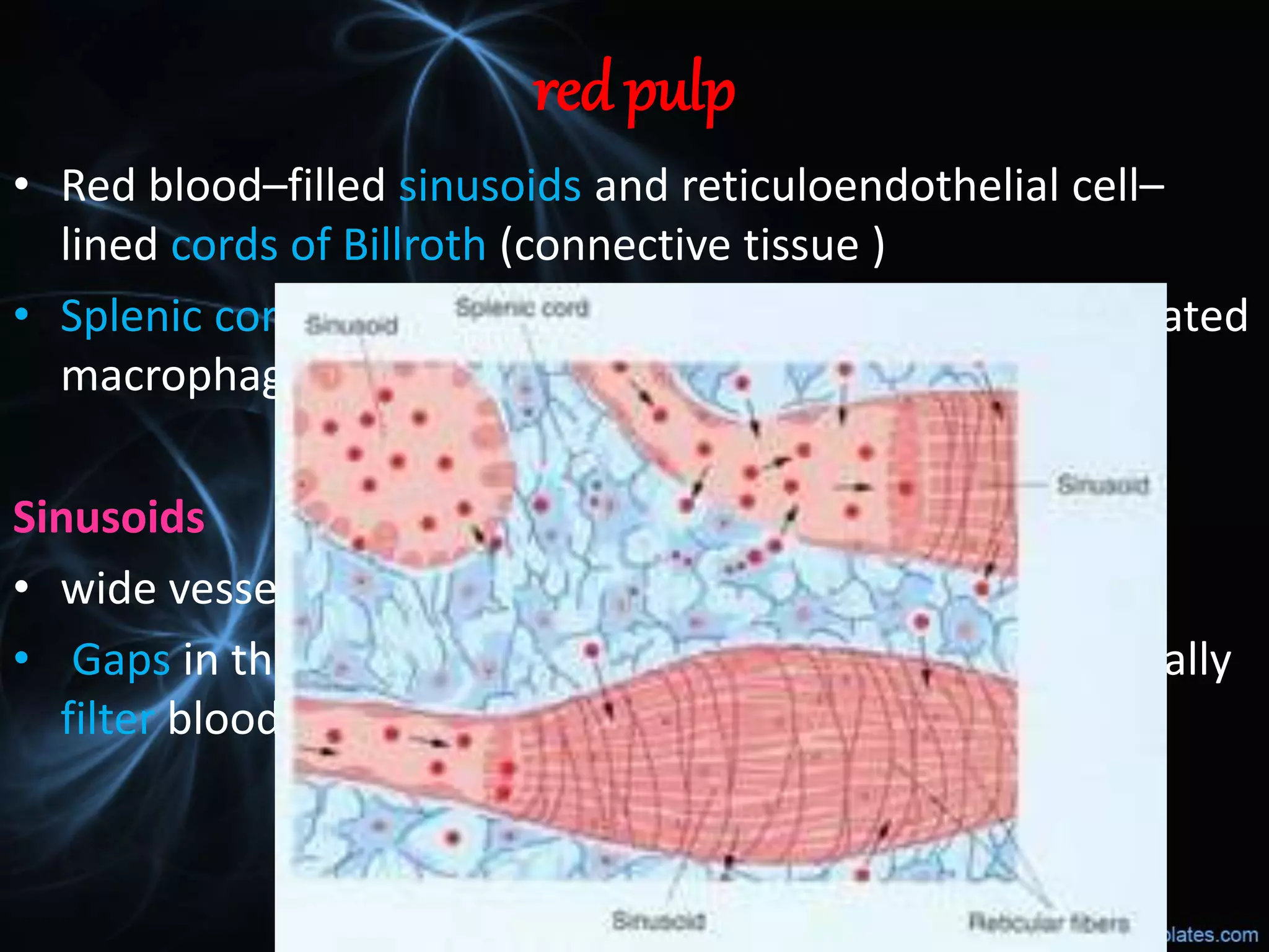 Structure and function of spleen pptx
