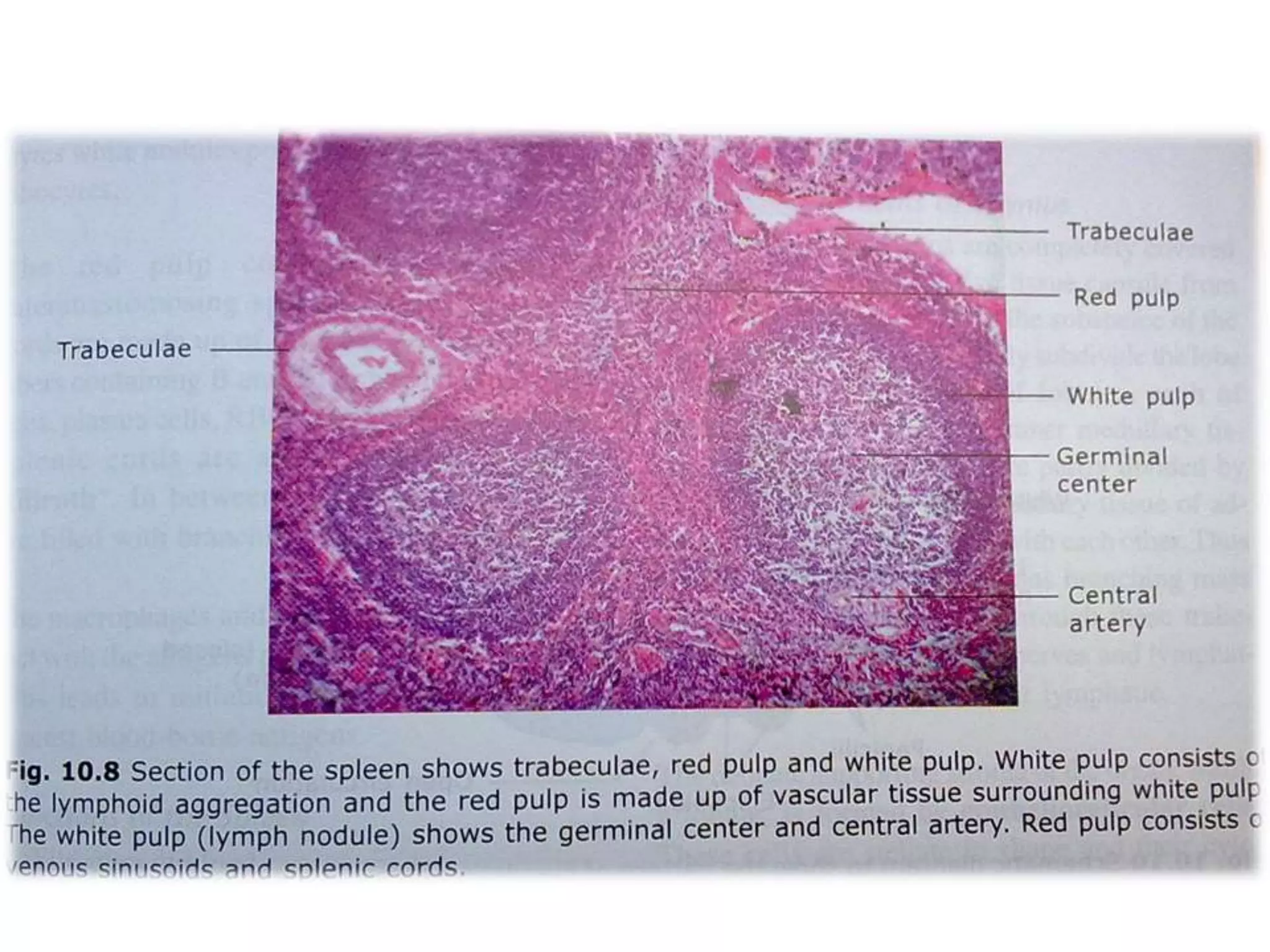Structure and function of spleen pptx