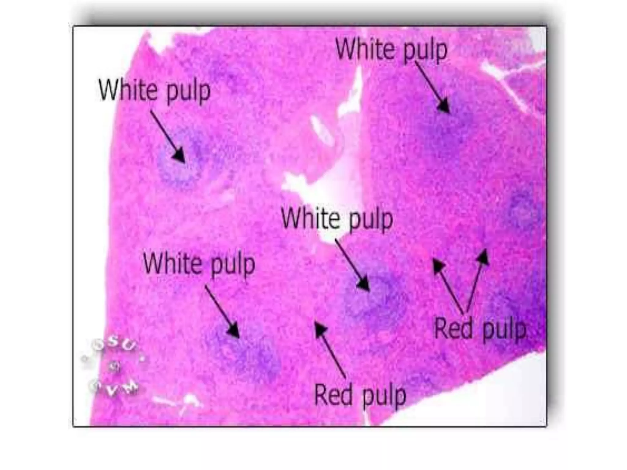 Structure and function of spleen ppt