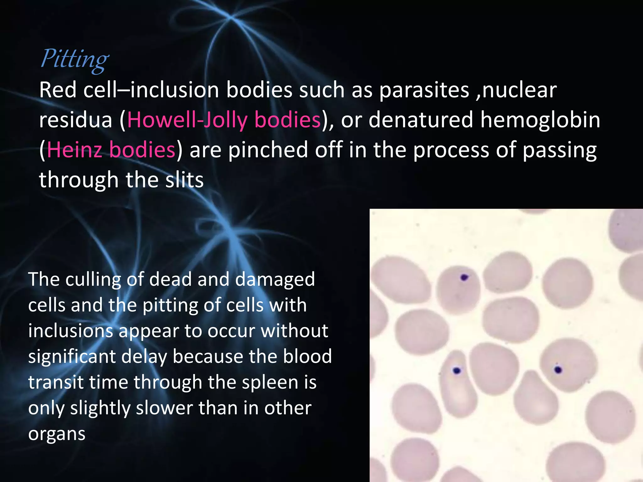 Structure and function of Spleen | PPTX