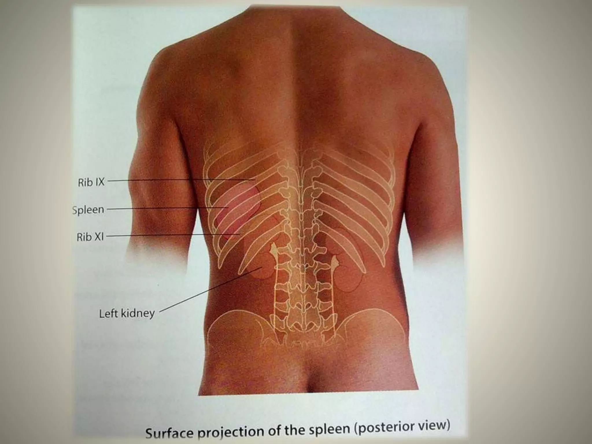 Structure and function of spleen pptx