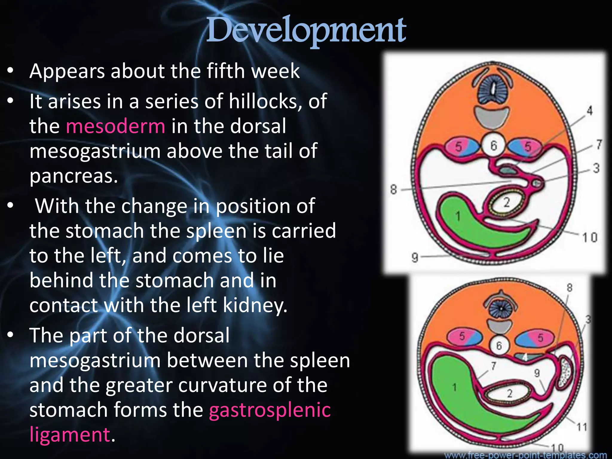 Structure and function of spleen pptx