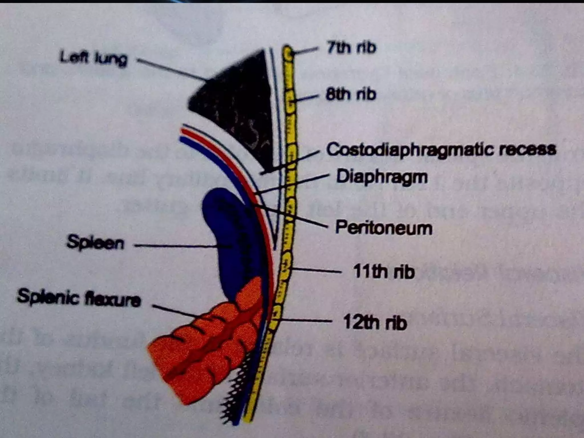 Structure and function of spleen ppt