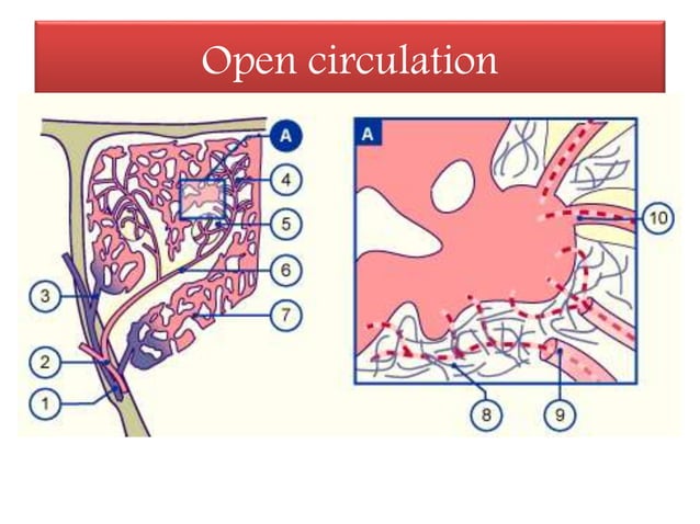 Structure and function of Spleen | PPTX | Digestive Disorders ...