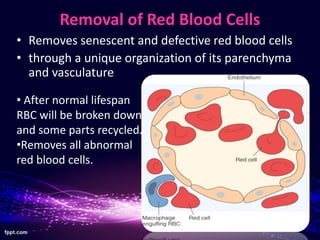 Spleen Rbc Structure and function of Spleen | PPTX