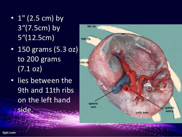 Structure And Function Of Spleen