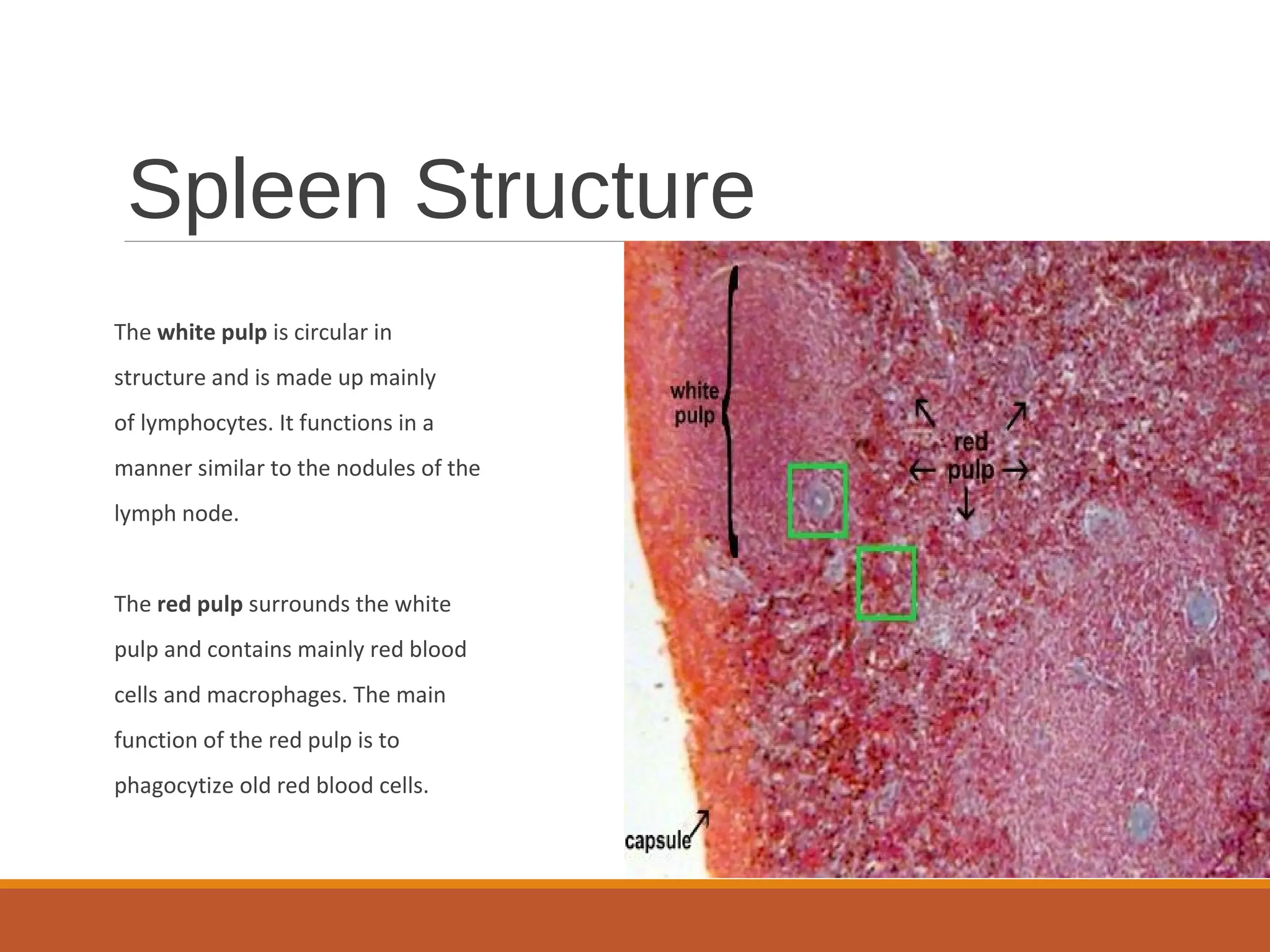 Spleen | PPT