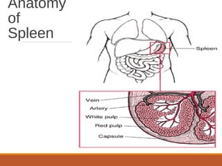 Anatomy
of
Spleen
 
