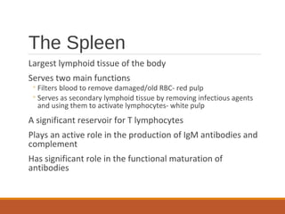 The Spleen
Largest lymphoid tissue of the body
Serves two main functions
◦Filters blood to remove damaged/old RBC- red pulp
◦Serves as secondary lymphoid tissue by removing infectious agents
and using them to activate lymphocytes- white pulp
A significant reservoir for T lymphocytes
Plays an active role in the production of IgM antibodies and
complement
Has significant role in the functional maturation of
antibodies
 