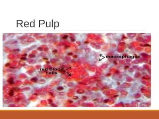 Red Pulp
 