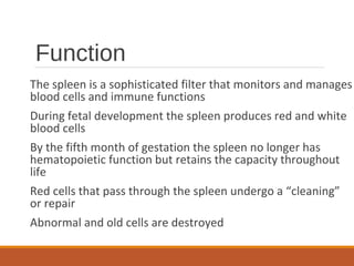 Function
The spleen is a sophisticated filter that monitors and manages
blood cells and immune functions
During fetal development the spleen produces red and white
blood cells
By the fifth month of gestation the spleen no longer has
hematopoietic function but retains the capacity throughout
life
Red cells that pass through the spleen undergo a “cleaning”
or repair
Abnormal and old cells are destroyed
 