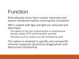 Function
Reticulocytes loose their nuclear remnants and
excess membrane before entering the circulation
RBC’s coated with IgG and IgM are removed and
destroyed
◦The spleen is the site of destruction in autoimmune
disease states (ITTP and hemolytic anemia)
◦Parasites such as malaria can be removed as well
The spleen is involved in specific and nonspecific
immune responses (promotes phagocytosis and
destruction of bacteria)
 