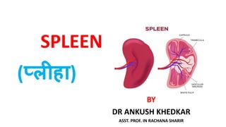 SPLEEN
BY
DR ANKUSH KHEDKAR
ASST. PROF. IN RACHANA SHARIR
(प्लीहा)
 