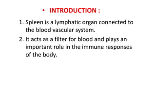 • INTRODUCTION :
1. Spleen is a lymphatic organ connected to
the blood vascular system.
2. It acts as a filter for blood and plays an
important role in the immune responses
of the body.
 