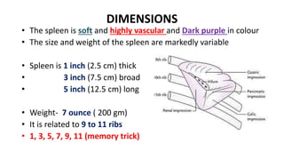 DIMENSIONS
• The spleen is soft and highly vascular and Dark purple in colour
• The size and weight of the spleen are markedly variable
• Spleen is 1 inch (2.5 cm) thick
• 3 inch (7.5 cm) broad
• 5 inch (12.5 cm) long
• Weight- 7 ounce ( 200 gm)
• It is related to 9 to 11 ribs
• 1, 3, 5, 7, 9, 11 (memory trick)
 