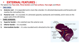 • EXTERNAL FEATURES :
The Spleen has Two ends, Three borders and Two surfaces, Two angle and Hilum
• TWO ENDS :
1. Anterior end :- it is expanded and is more like a border. It is directed downwards and forwards and
reaches the mid axillary line.
2. Posterior end :- it is rounded. It is directed upwards, backwards and medially, and it rests on the
upper pole of the left kidney
• THREE BORDERS :
1. Superior border :- it is notched near the anterior end.
2. Inferior border :- it is rounded.
3. Intermediate border :- it is also rounded and is directed to the right
 