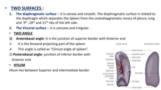 • TWO SURFACES :
1. The diaphragmatic surface :- it is convex and smooth. The diaphragmatic surface Is related to
the diaphragm which separates the Spleen from the costodiapgramatic recess of pleura, lung
and 9th ,10th and 11th ribs of the left side.
2. The Visceral surface :- it is concave and irregular.
• TWO ANGLE
1) Anterobasal angle- It is the junction of superior border with Anterior end
 It is the forward projecting part of the spleen
 This angle is called as “Clinical angle of spleen”.
2) Posterobasal angle- junction of inferior border with
Anterior end.
• HYLUM
Hilum lies between Superior and intermediate border
 