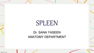 SPLEEN
Dr. SANA YASEEN
ANATOMY DEPARTMENT
 