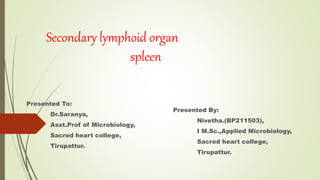 Secondary lymphoid organ
spleen
Presented To:
Dr.Saranya,
Asst.Prof of Microbiology,
Sacred heart college,
Tirupattur.
Presented By:
Nivetha.(BP211503),
I M.Sc.,Applied Microbiology,
Sacred heart college,
Tirupattur.
 