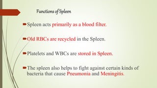 SPLEEN.pptx