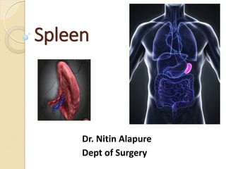 Spleen
Dr. Nitin Alapure
Dept of Surgery
 