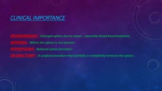 Spleen // Structure of Spleen//Function of Spleen | PPT